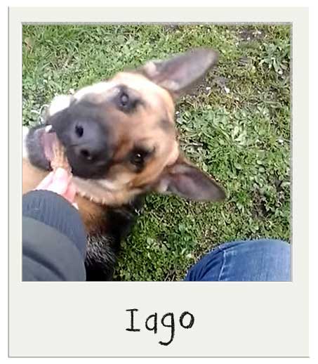 Iago aime nos biscuits pour chiens Cacahuètes BIO